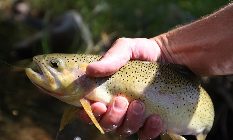 Bitterroot Valley Fly Fishing