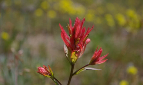 Bitterroot Flower