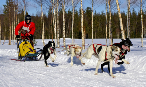 Dog Sledding
